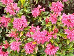 2024.07.02 Pointe de Rognier