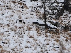 2025.23.01 - Raquettes : Petit belvédère du Viso