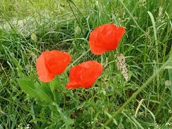 2025.05.19 La Chaparayonne