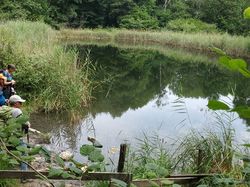 2025.07.23 Lac de la puce, lac noir,sentier des charbonniers