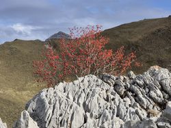 2025.11.06 Plan de la Limace