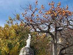 2025.11.19 Promenade dans les vignes