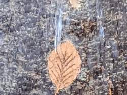 2025.12.16 Canon du Pont du Diable