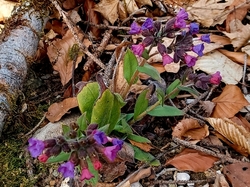 2026.03.04 Le long du Cernon - Chapareillan