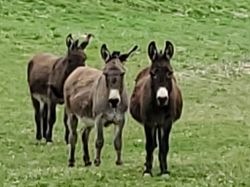 2026.03.11 Chapeau Montbenoit