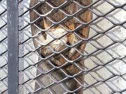 2026.03.11 Chapeau Montbenoit