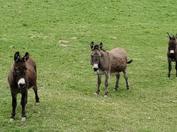 2026.03.11 Chapeau Montbenoit