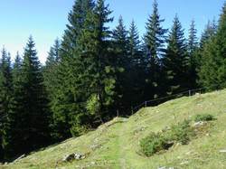 A l'écoute du Brame du Cerf