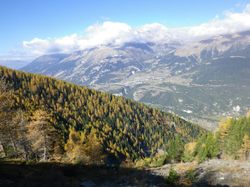 A la contemplation des mélèzes
