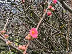 Arbin Cruet en boucle