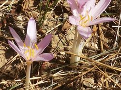 Aulp du Seuil (Chartreuse)