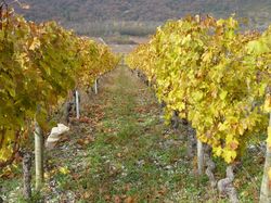 Balade dans les vignes
