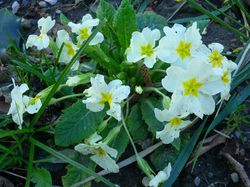 Balade des Bellons (Bauges)