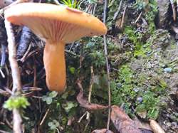 Balade des passerelles et pré de l'Arc