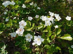 Balade vers la Pierre taillée