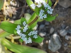 Balade vers la Pierre taillée