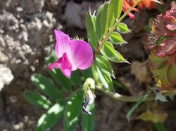 Balade vers la Pierre taillée