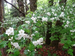 Boucle des tours de Montmayeur (Col de Cochette)