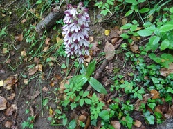 Boucle des tours de Montmayeur (Col de Cochette)