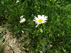 Chalets de la Fullie