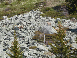 Chalets de la vieille route (Belledonnes)