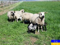 Château de la Rive à Cruet