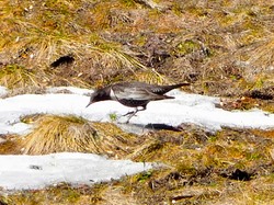 Crêt de Chatillon et plateau du Sémenoz