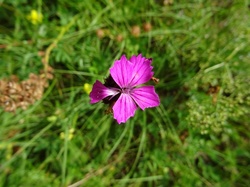 Crête de Pragondran