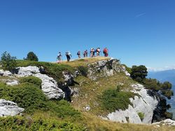 Cueillette Vulnéraire ( Chartreuse )