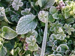 DAME NATURE CONFINEMENT