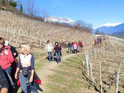 Dans les vignes d'Arbin à Cruet