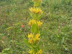 Dent des Portes (La) - Bauges