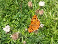 Dent des Portes (La) - Bauges