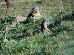 Dou de Moutiers (Vanoise)