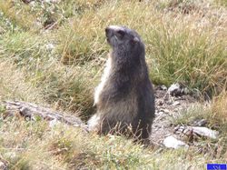 Glacier de Rhèmes Golette