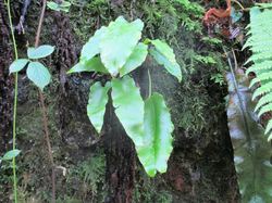 Gorges du Grenan (Jura)