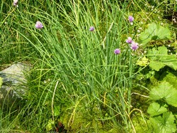 Grand Colon - Croix de Belledonne