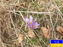 Habert de Chamechaude