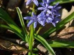 Jonquilles au col du Banchet