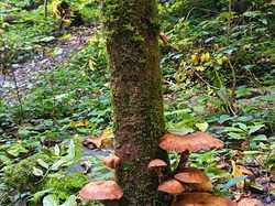 La cascade des Dioux