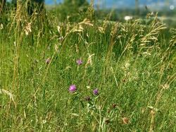 « La Chaparayonne »
