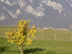 La forêt des Marches