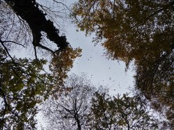 La forêt des Marches