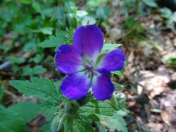 La Galopaz (Bauges )