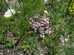 La Galopaz (Bauges )