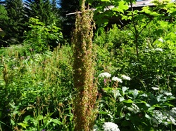 La Giettaz (Val d’Arly )