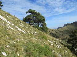 La grande Sure (Chartreuse)