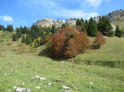 La grande Sure (Chartreuse)