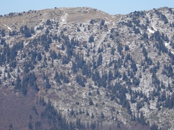 La Pinéa (Chartreuse)