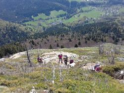 La Pinéa (Massif de la Chartreuse)